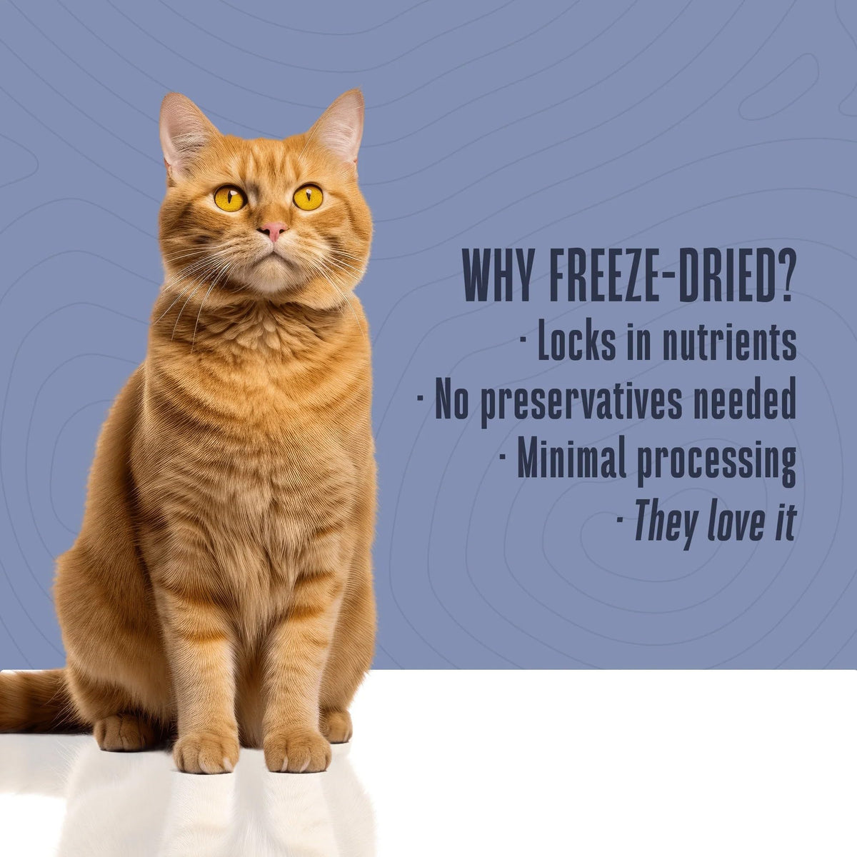 Whole Life Cat Just One Salmon Freeze Dried Cat Treats - 2.5 oz (Pack of 1)