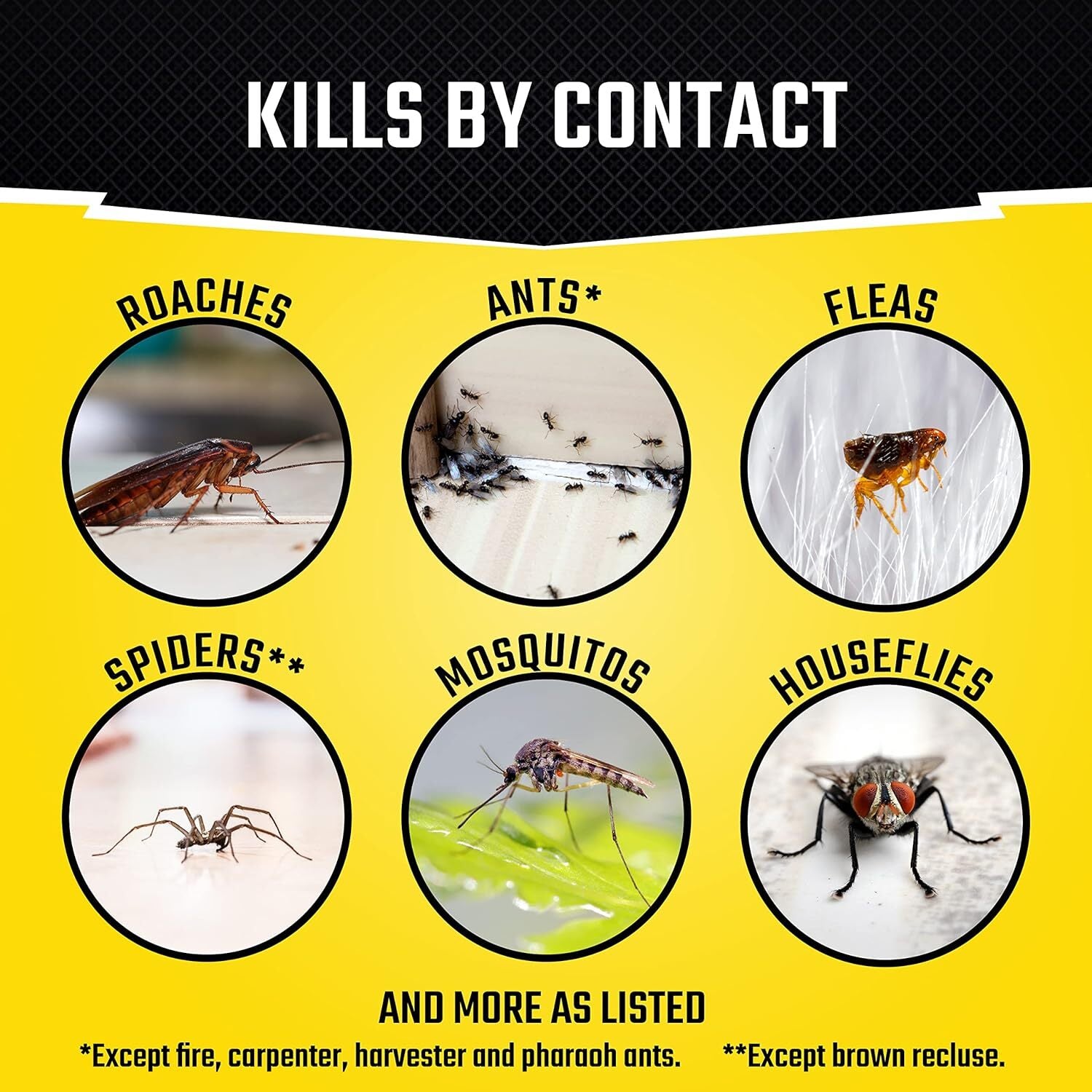 6 Can Fogger Bomb Insect Killer Bug Flies Roach Spider Indoor Bed Kill Shot Tick